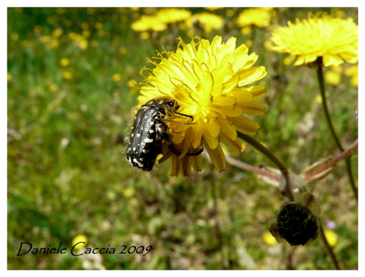 Oxythyrea funesta